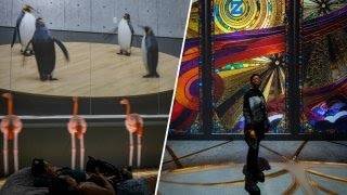 بازگشت ARTECHOUSE به واشنگتن با فلامینگوهای رقصنده و پنگوئن سخنگو